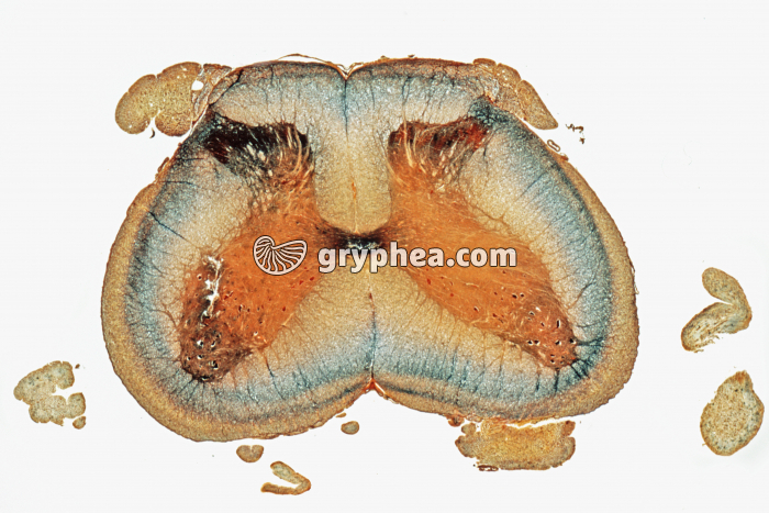 Moelle épinière x4 - gryphea.com